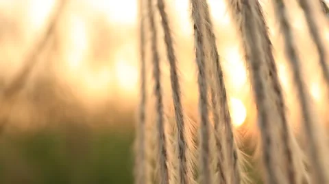 Extreme close up shot of Silver feather grass swaying in wind at sunset Stock Footage 42807561