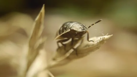 Extreme close-up shot of a tortoise bug nymph (Eurygaster testudinaria) Stock-Footage 319483064