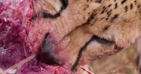 Extreme close up shot of a two cheetah's mouths feeding on a carcass Stock Footage 308675680