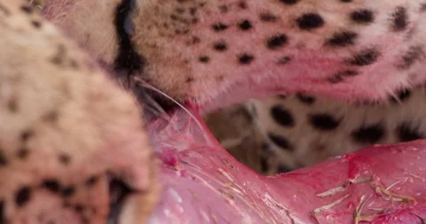 Extreme close up shot of two cheetah's heads ripping off meat Stock Footage 308675700