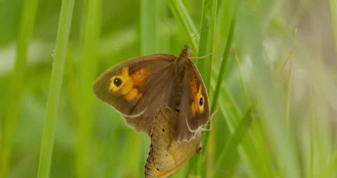 Extreme close up shot of two meadow brown butterflies mating on green leaf Stock Footage 262646066