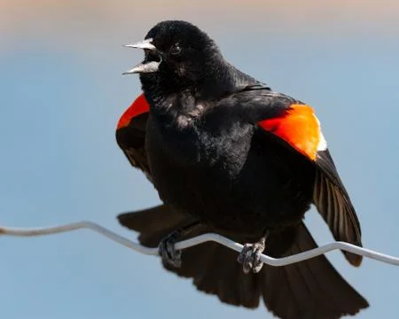 Extreme close up of shouting Red-winged Blackbird Stock Photos