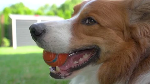 Extreme close-up side-profile tracking shot of dog holding orange ball in mouth Stock Footage 312592903