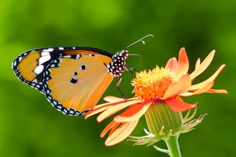 Extreme close up side view of Plain Tiger butterfly feeding on orange flower Stock Photos