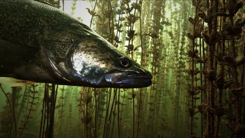 Extreme close up on the silver head of a static zander in milfoil Stock Footage 346560301