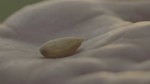 Extreme close up of a single seed on someone's hand Stockbeeldmateriaal 251839319