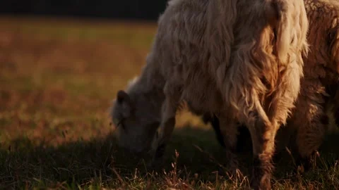 Extreme close up of single sheep head lowered grazing on grass with soft Stock Footage 343142011