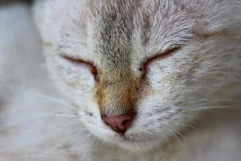 Extreme close-up of a sleeping cat Stock Photos