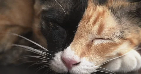 Extreme close-up of sleeping chimera cat muzzle with two-toned coat. Video stock 282363981