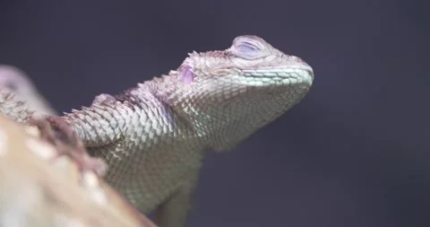 Extreme Close Up of a Sleeping Lizard Stock Footage 265209119