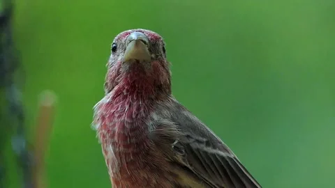 Extreme close-up slomo of head of a red male house finch (Haemorhous mexicanus) Vídeos de archivo 166541015
