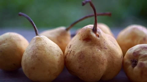 Extreme close up slow motion camera panning of ripe yellow wild pears on a rusti Stock Footage 341888339