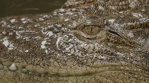 Extreme close-up in slow motion of a saltwater crocodile’s eye and textured Vídeo Stock 345972045