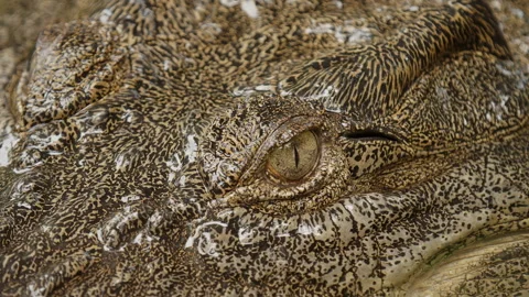 Extreme close-up in slow motion of a saltwater crocodile’s eye and textured Vídeo Stock 345972765