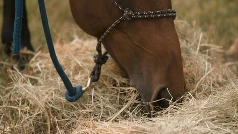 A extreme close up slow motion shot of a horse eating hay Stock Footage 116996580