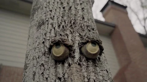 Extreme close up slow motion tilt down face on tree Atlanta Georgia Stock Footage 260424150