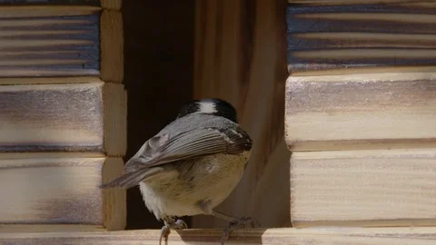 Extreme close up: small bird Coal Tit Stock Footage 172343921