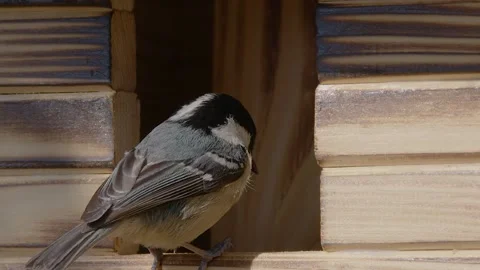 Extreme close up: small bird Coal Tit Stock Footage 172344021