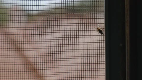 Extreme close up of small common house fly walking on window with mosquito net Stock Footage 226229159