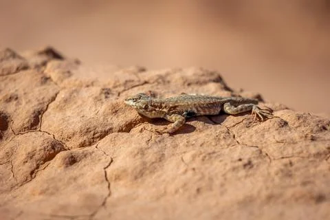 Extreme Close Up of Small Lizard Basking on Red Sandstone Rock Foto stock