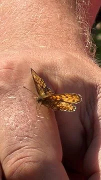Extreme close-up of a small orange and black patterned butterfly resting gently Stock Photos