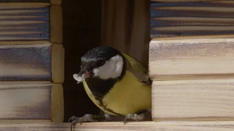 Extreme close up: small passerine bird Eurasian blue tit Stock Footage 172344174