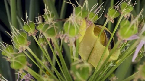 Extreme close-up of Snail crawling on a Allium flower wild onion and eats it  Stock Footage 195297786