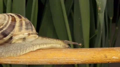 Extreme close-up of Snail crawling along a branch. Stock Footage 194986205