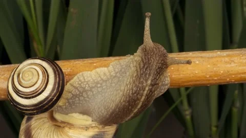 Extreme close-up of Snail crawling on a branch   Stock Footage 194987225