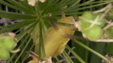 Extreme close-up of Snail crawling inside a Allium flower wild onion   Stock Footage 195249292