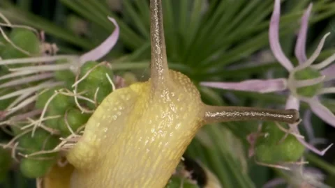 Extreme close-up of Snail crawling inside a Allium flower wild onion and eats it Stock Footage 195295330