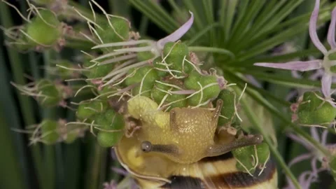 Extreme close-up of Snail crawling inside a Allium flower wild onion and eats it Stock Footage 195295628