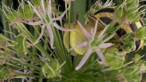 Extreme close-up of Snail crawling inside a Allium flower wild onion and eats it Stock Footage 195297807
