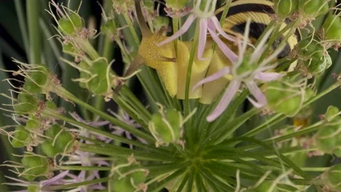 Extreme close-up of Snail crawling inside a Allium flower wild onion  Stock Footage 195298780