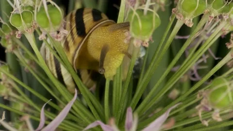 Extreme close-up of Snail crawling inside a Allium flower wild onion   Stock Footage 195298972