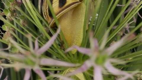 Extreme close-up of Snail crawling inside a Allium flower wild onion   Stock Footage 195299707