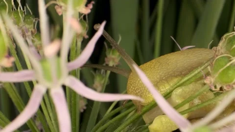 Extreme close-up of Snail crawling inside a Allium flower wild onion   Stock Footage 195306835