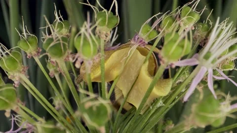 Extreme close-up of Snail crawling inside a Allium flower wild onion  Stock Footage 195309051