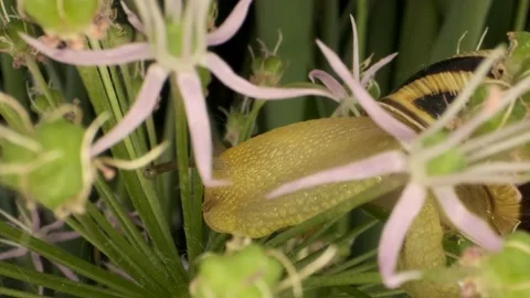 Extreme close-up of Snail crawling inside a Allium flower wild onion  Stock Footage 195309162