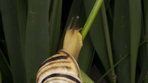 Extreme close-up of Snail crawling up on a stalk Allium wild onion Stock Footage 194987390