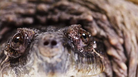 Extreme close up of a snapping turtle blinking Stock Footage 256736682