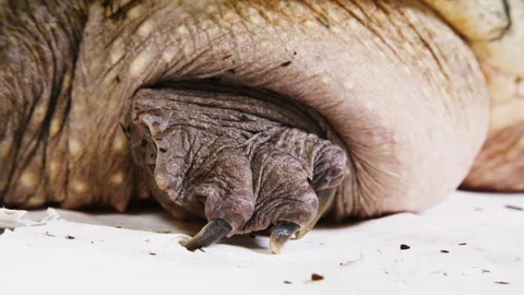 Extreme close up of a snapping turtle claw Stock Footage 256736574