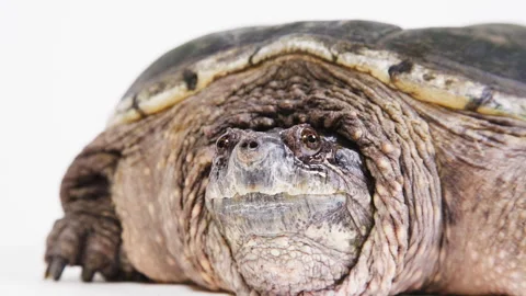 Extreme close up of a snapping turtle Stock Footage 256736758
