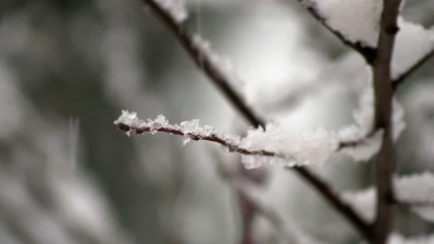 Extreme close up snow falls on rustle. Video stock 170615007