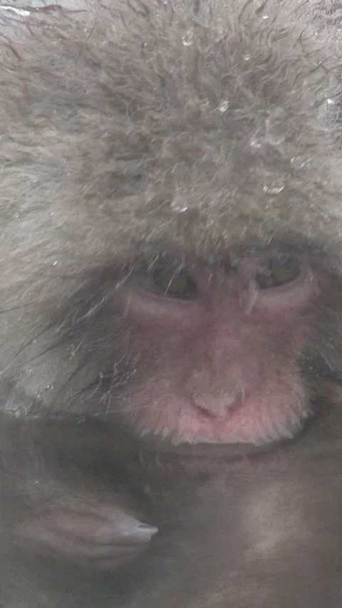 Extreme Close Up of Snow Monkey Face with Droplets Vertical Video Stock-Footage 345889508