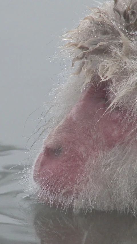 Extreme Close Up of Snow Monkey Face at the Waterline Vertical Video 스톡 동영상 345891063