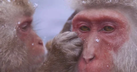 Extreme close-up of snow monkey face being groomed Vídeo Stock 347156697