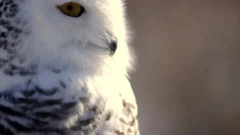 Extreme close up of a snowy owl side profile face Stock Footage 169721908
