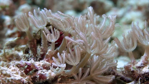 Extreme close up soft coral polyps Stock Footage 131089563