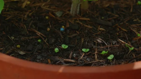 Extreme Close Up Soil with Green Sprouts in Plant Pot Stock-Footage 338173620